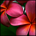 Plumeria